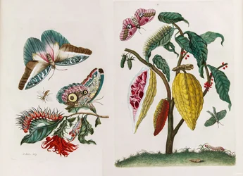 Z Księgi Metamorphosis insectorum Surinamensium, 1705.