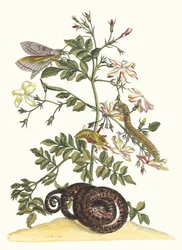 Jaśmin wielkokwiatowy. Z Księgi Metamorphosis insectorum Surinamensium, 1705.