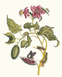 Rocu. Z Księgi Metamorphosis insectorum Surinamensium, 1705.