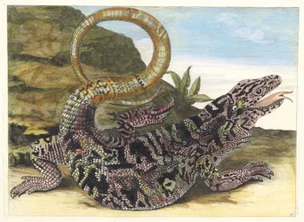 Sauvegarde. Z Księgi Metamorphosis insectorum Surinamensium, 1705.