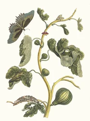 Biała guawa. Z Księgi Metamorphosis insectorum Surinamensium, 1705.