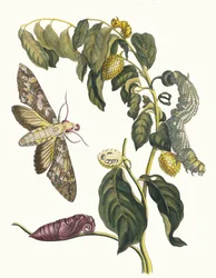 Żursak. Z Księgi Metamorphosis insectorum Surinamensium, 1705.