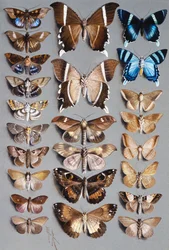 Dwadzieścia cztery ćmy, w trzech kolumnach, w większości należące do rodziny Noctuidae