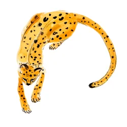 Curled Leopard, 2020 (akwarela na papierze)