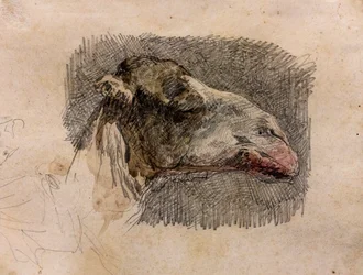 Głowa wielbłąda, ok. 1865 r. (ołówek grafitowy z pasemkami akwareli na papierze)