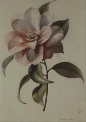 Kamelia