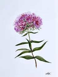 Barwny botaniczny kwiat