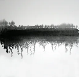 Monochromatyczne odbicie lasu