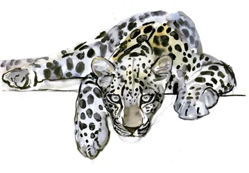Leopard arabski, 2008