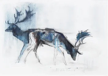 Fallow Bucks, Richmond, 2006 (węgiel i conte na papierze)