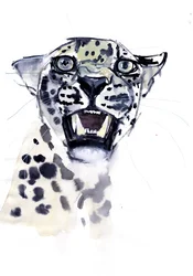 Siekacz Snarl (leopard arabski), 2008