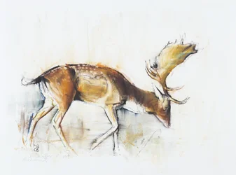 Pisanello Buck, 2006 (węgiel i conte na papierze)