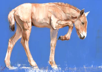 Źrebię Przewalskiego, 2012, (media mieszane na papierze)