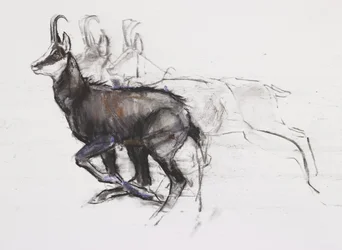 Running Chamois (węgiel i conte na papierze)