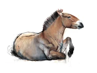 Siedzący Przewalski, 2011, (węgiel, conté i pastel na papierze)
