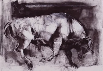 Biały byk (badanie), 1998 (węgiel na papierze)