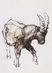 Młody Ibex, Gran Paradiso, 2005 (węgiel i conte na papierze)