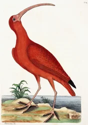 Kullew, Numeniusz, 1771