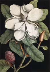 Drzewo Laurowe, 1731-1743
