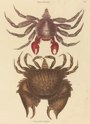 Red Mottled Rock-crab Cancer Grapsus, opublikowany w latach 1731-1743.