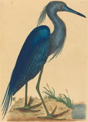 Blue Heron Ardea coerulea, opublikowana w latach 1731-1743.