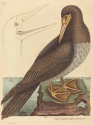Głuptak Pelecanus Sula, opublikowano 1731-1743.