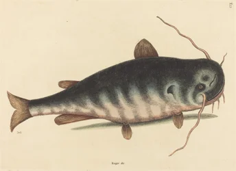 Cat Fish Silurus catus, opublikowany w 1754 roku.
