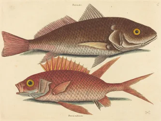 Croker (Perca undulata)