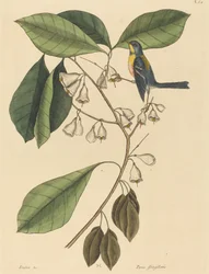 Pełzacz zięba (Parus americanus)