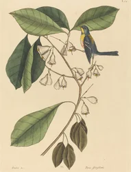 Pełzacz Finch Parus americanus, opublikowany w latach 1731-1743.