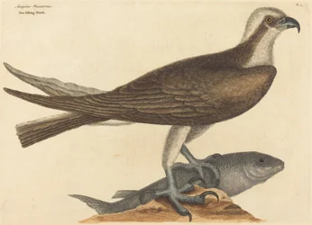 The Fishing Hawk Falco haliaetus, opublikowany 1754.