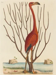 Flaming (Phoenicopterus ruber)