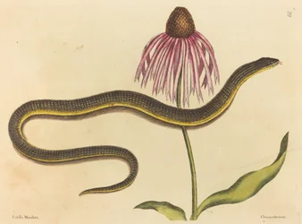 Szklany wąż (Anguis ventralis)
