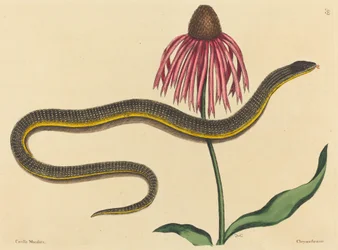 Szklany wąż Anguis ventralis, opublikowany w latach 1731-1743.