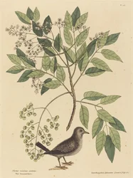Gołąb mielony (Columba passerina)