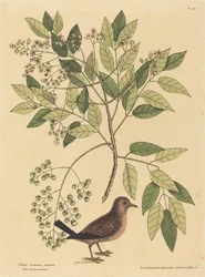 Gołąbeczek malutki Columba passerina, opublikowany w latach 1731-1743.
