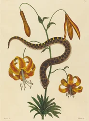 Contortrix Wężowego Nosa Wieprzowego, opublikowana w latach 1731-1743.