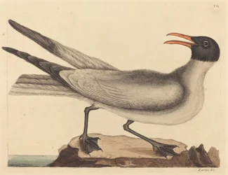 The Laughing Gull (Larus articilla)   1249695   pl       polish Successfully Translated  Original: Harold Klak and his Family are Baptized in Mainz Translat: Harold Klak and his Family are Baptized in Mainz 1267778 pl polish Successfully Translated Origina