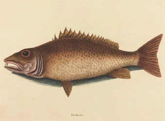Publikacja The Mangrove Snapper Labrus Griseus