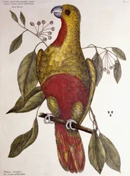 Rajska papuga, 1771