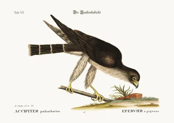 Gołębi jastrząb, 1749-73