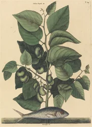 Pilchard (Argentyna Karolina)