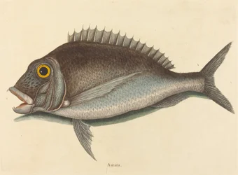 Chryzopy Porgy Sparus, opublikowane w 1754 r.