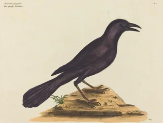Purpurowy Jack Daw (Gracula Quiscula)