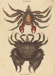 Krab cętkowany (Cancer Grapsus)