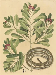 Saurita Ribbon Snake Coluber, opublikowana w latach 1731-1743.