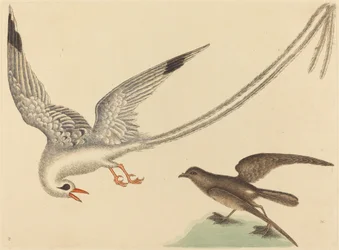 Ryżowy ptak (Emberiza oryzivora)