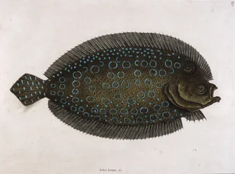 Sole (Solea lunata  c)