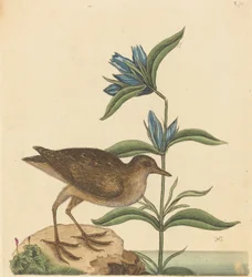 Soree Rallus Virginianus, opublikowana w latach 1731-1743.