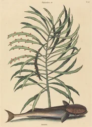 Ryba ssąca (Echeneis Naucratis)